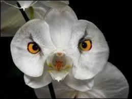 Quelle est l'opération d'entretien la plus importante pour les orchidées ?