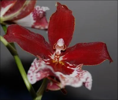 Messieurs, quand allez-vous offrir cette magnifique orchidée ?