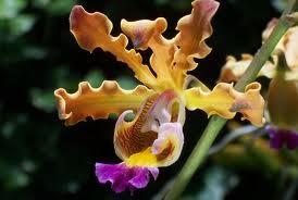 Quiz Plantes