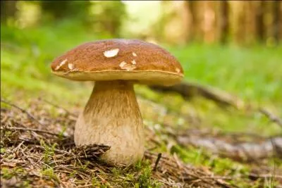 [Science et Nature] Quel est le nom de ce champignon ?
