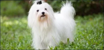 Quelle est cette race ?