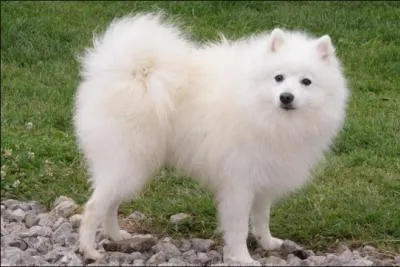 Quelle est cette race ?