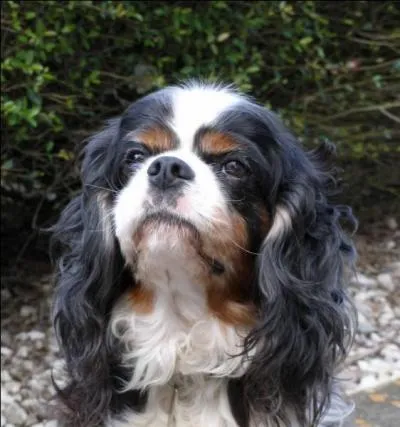 Quelle est cette race ?