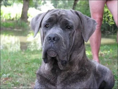 Quelle est cette race ?