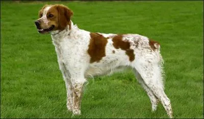 Quelle est cette race ?