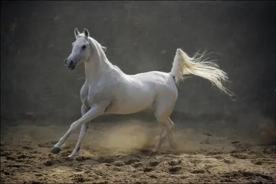 Ce cheval est au galop .