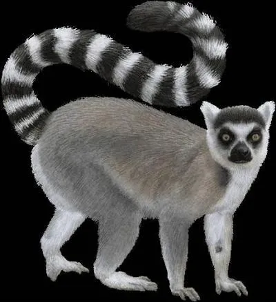 Ce singe n'est pas un ouistiti .