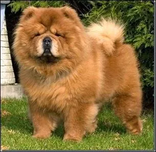 J'ai la langue noire .