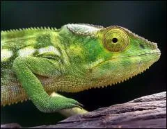 Quelle est l'espérance de vie du caméléon ?