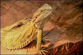 D'où vient le Pogona vitticeps ?