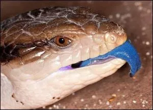 Quelle est la taille du scinque à langue bleue ?