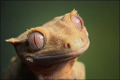 Comment s'appelle ce reptile ?