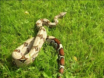 Un Boa constricteur adulte peut peser jusqu'à .....