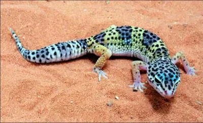 Quelle est la phase de ce gecko léopard ?