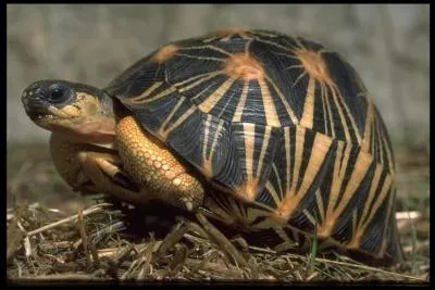 D'où vient la tortue rayonnée ?