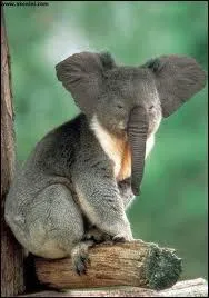 Quels sont ces animaux ?