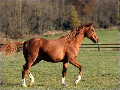 Comment s'appelle un cheval roux ?