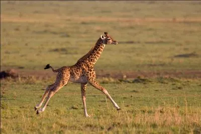 Pour finir, comment s'appelle le petit de la girafe ?
