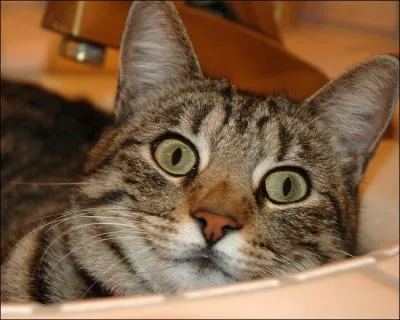 Et le petit du chat et de la chatte est :