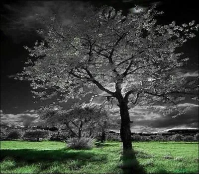 Qui chantait "Quand le vent est au rire, quand le vent est au blé, quand le vent est au sud écoutez le chanter ..." ?