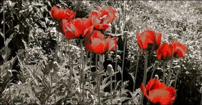 Qui a écrit les paroles "La guerre au vent, l'amour devant, grâce à des fleurs des champs" ?