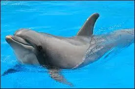 Le dauphin est-il un mammifère marin ?