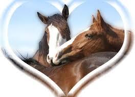 Quiz Animaux