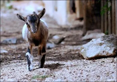 [Animaux] Quel est le nom de ce petit animal que l'on appelle aussi cabri ?