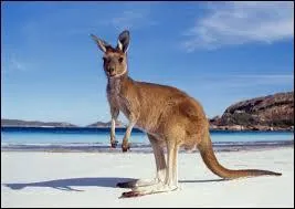 Quel dessert n'est pas australien ?