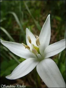 Quel est le nom de cette fleur ?