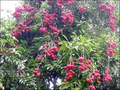 [Science et nature] Il est le fruit roi des tables réunionnaises, symbole de la période de Noël à la Réunion, il s'agit du letchi ; mais comment appelle-t-on l'arbre qui le produit  ?