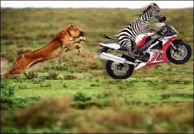 Un guide de safari tombe en panne de jeep dans la savane africaine, il descend et ouvre le capot, quand il entend derrière lui : c'est sûrement la tête de delco, il se retourne et voit un zèbre, effrayé il se réfugie dans la jeep. Un autre guide arrive alors, il lui raconte l'histoire, l'autre lui dit :