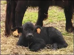 Lequel de ces mots ne désigne pas le petit du buffle ?