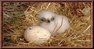 Quel terme ne désigne pas le petit de l'aigle ?