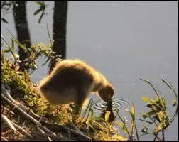 Comment appelle-t-on le petit de l'alouette ?