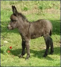 Le petit de l'âne se nomme...