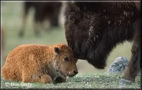 Le petit du bison, c'est :