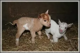 Comment s'appelle le petit du bouc ?