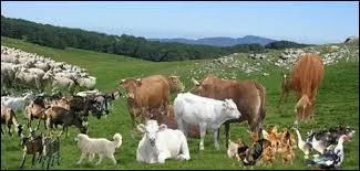 Animaux : quelle est la particularité des mammifères de l'ordre des monotrèmes ?