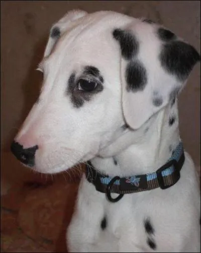 Quelle est cette race de chien?