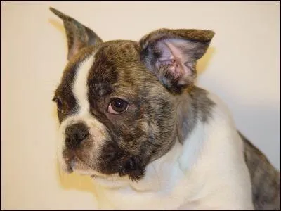 Quelle est cette race de chien?