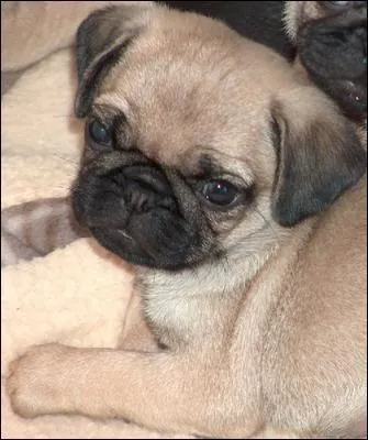 Quelle est cette race de chien?