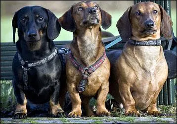 Quelle est cette race de chien?