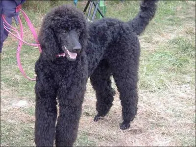 Quelle est cette race de chien?