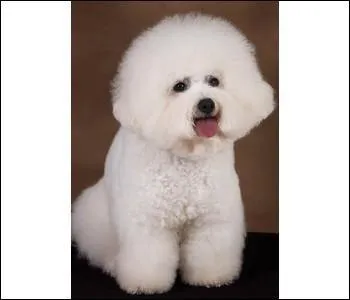 Quelle est cette race de chien?