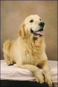 Quelle est cette race de chien?