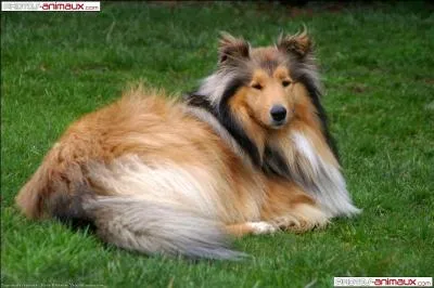 Trop beau, ce chien est trop beau, il appartient forcément à une race mais laquelle ?