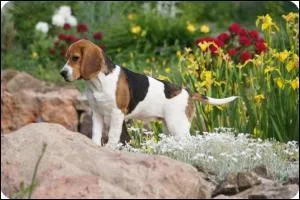 Ce chiot appartient à une race, sais-tu laquelle ?