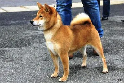 Quel fier chien, c'est un...