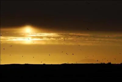 De qui sont ces paroles : "Si tu as la force et la foi, l'or est à portée de tes doigts, c'est pour ça que j'irai là-bas ..." ?